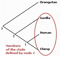 If you were analyzing DNA sequences of various species, how would you know who is-example-1