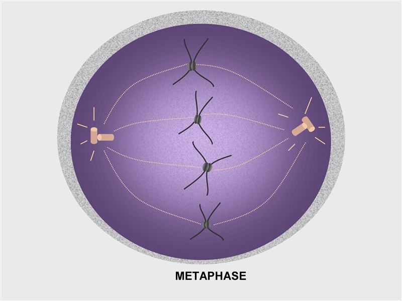 During which phase of mitosis do chromosomes line up in the middle of the cell?-example-1