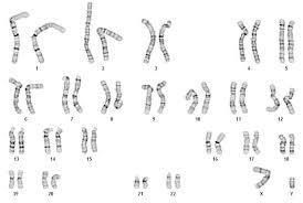 If an adult dog has 78 chromosomes the number of chromosomes in a dogs sperm cell-example-1