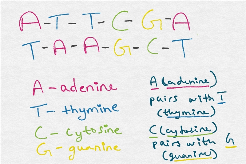 If one strand of DNA had a base sequence of A-T-T-G-C-A, what base order would be-example-1