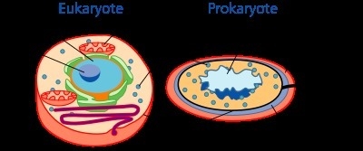 What structure is found in all cells that encloses the cell to form the outside?-example-1