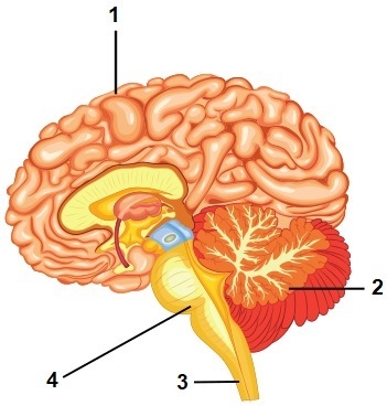 The diagram below indicates four different parts of the human brain. What part is-example-1