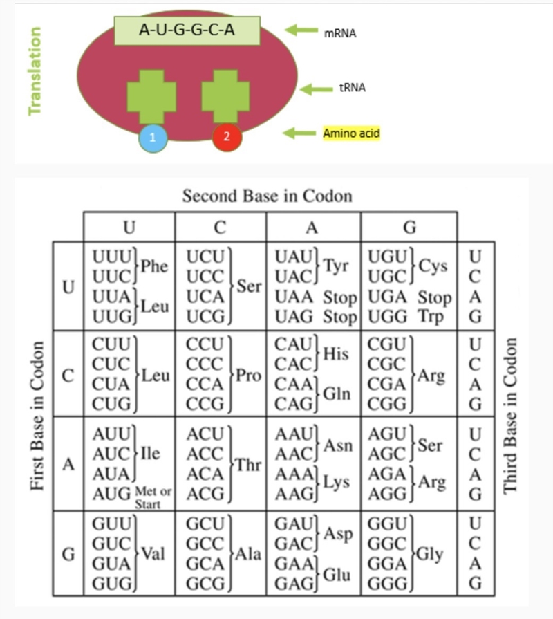 Using the chart, translate the mRNA into amino acids. (amino acids abbreviations plz-example-1