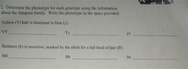 What are the phenotypes for YY, Yy, yy. Where Yellow (Y) hair is dominant to blue-example-1