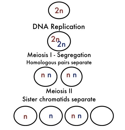 Consider the abbreviated model of meiosis. The end result of meiosis should be the-example-1