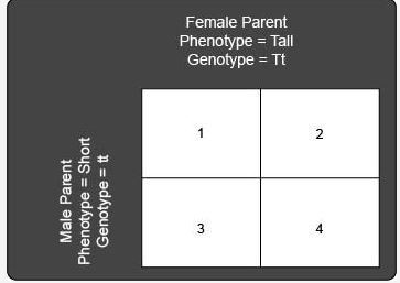 A tall pea plant (Tt) is crossbred with a short pea plant (tt). The following Punnett-example-1