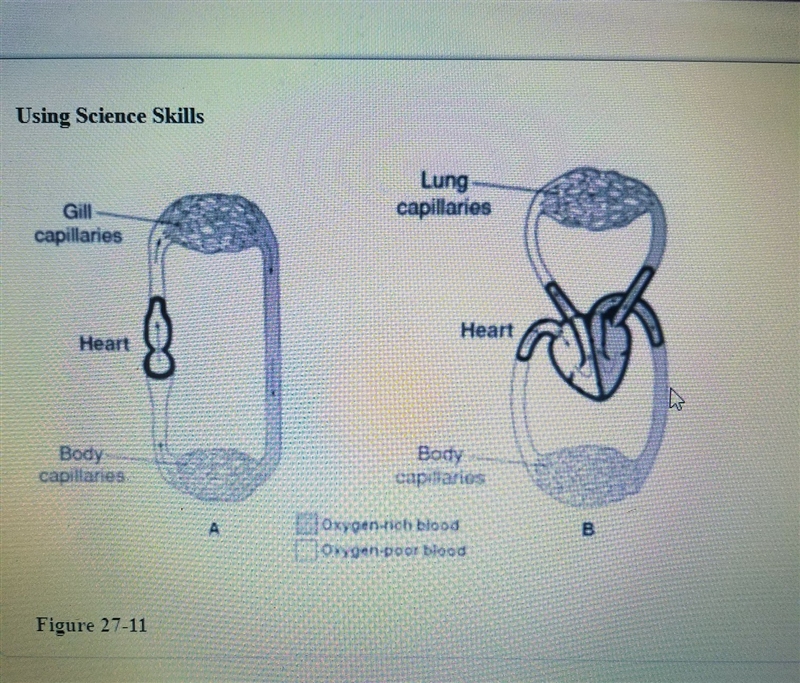 in the system labels B in figure 27-11, where does oxygen-poor blood go after leaving-example-1