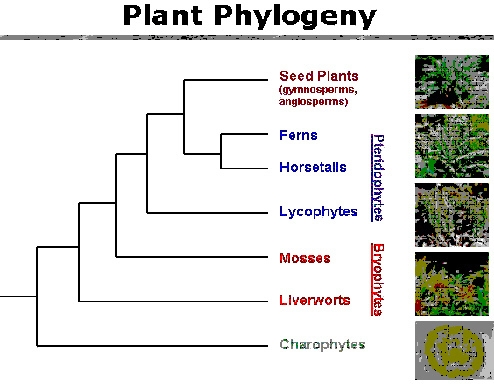 According to the plant phylogeny below, ferns and horsetails appear to be more closely-example-1