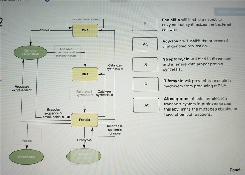 with the discovery of many antibiotics and antiviral drugs, people can now have much-example-1