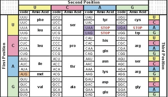 Codon charts are generally written as messenger RNA. Given this information, what-example-1