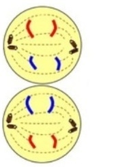 Question 16 PLEASE HELP :((( The model below represents a phase of meiosis. What stage-example-1