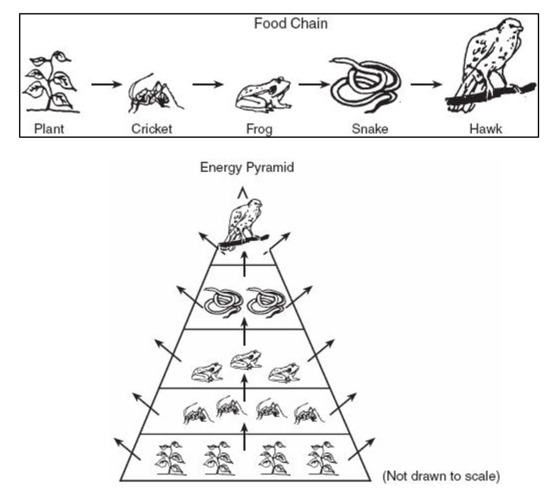 38. Base your answers to the following questions on the diagrams of a food chain and-example-1