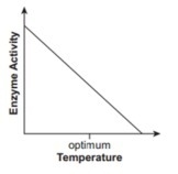 19. Which graph best shows how enzyme activity changes as the temperature is adjusted-example-1