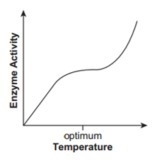 19. Which graph best shows how enzyme activity changes as the temperature is adjusted-example-2