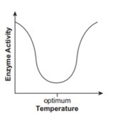 19. Which graph best shows how enzyme activity changes as the temperature is adjusted-example-3