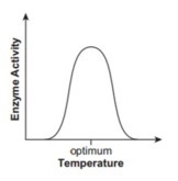 19. Which graph best shows how enzyme activity changes as the temperature is adjusted-example-4