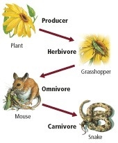 PLEASE HELP ASAP!!! Which of the statements is true based on the food chain shown-example-1