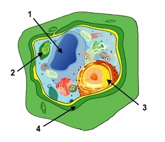 PLZ HELP!! In the above diagram of a plant cell, what is the function of structure-example-1