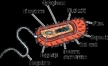 The cell in the figure is a(n) A. prokaryote. B. eukaryote. C. animal cell. D. both-example-1