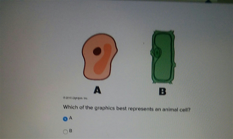 Which of the graphics best represents an animal cell A B-example-1