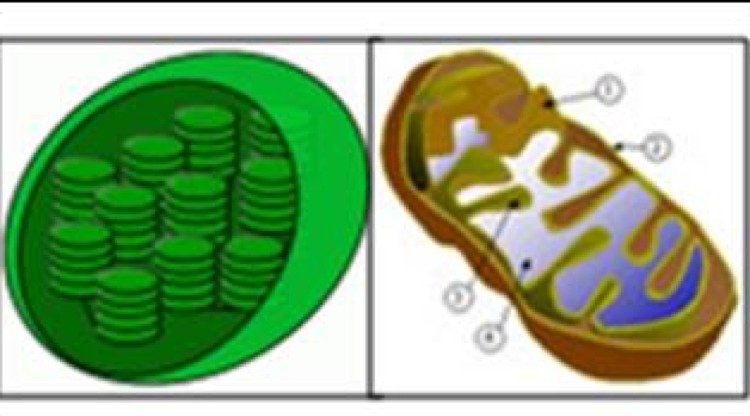 The theory of endosymbiosis suggests that chloroplasts and mitochondria were once-example-1