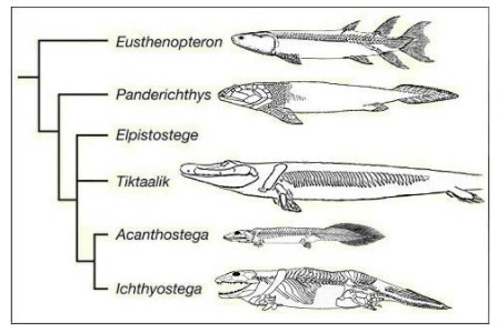 According to the cladogram, scientists use fossil evidence to anatomically bridge-example-1