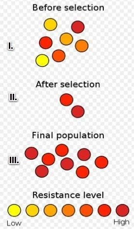 Help me please! Darwin hypothesized that there are definite steps to natural selection-example-1