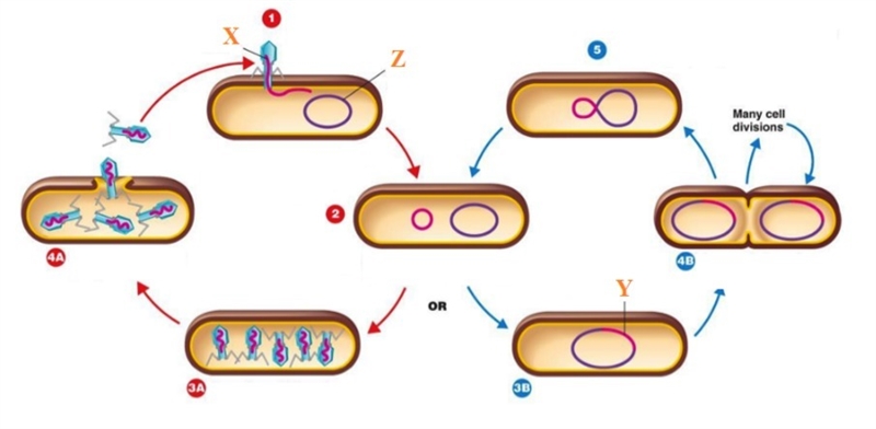 Help plz ASAP 1. In Step 1, you see the bacteriophage is injecting something into-example-1