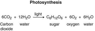 The diagram shows the process of photosynthesis. What type of energy transformation-example-1