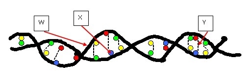 Look at the diagram of DNA below. Which of the following parts of the diagram represents-example-1