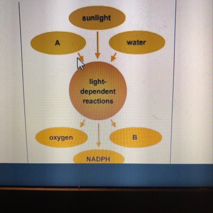 What words are missing from the diagram 1.A,chlorophyll; B, water 2.A,NADPH; B, sunlight-example-1