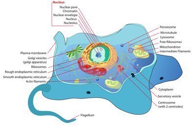 In this typical animal cell, which structure would be used for locomotion? A) flagellum-example-1