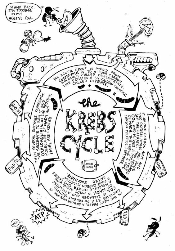 Can anybody please help me with krab cycle-example-1