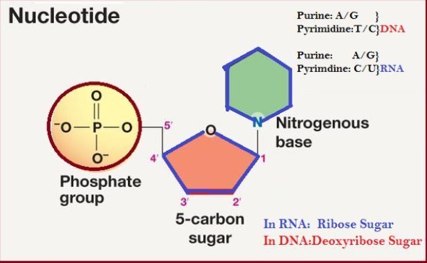 It contains a phosphate group for every nucleotide. A.DNA B.RNA C.both DNA and RNA-example-1