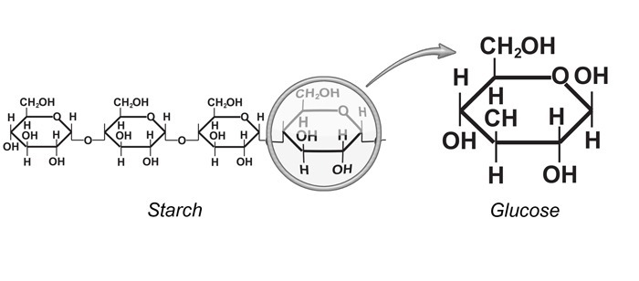 Starch is made up of: polymer for nucleic acids simple proteins units of C 6 H 12 O-example-1