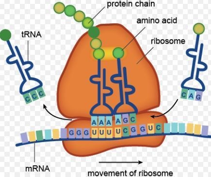 Are the organelles that process coded genetic messages and assemble amino acids into-example-1