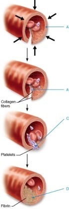 During which event of hemostasis do clotting factors (procoagulants) assist with the-example-1