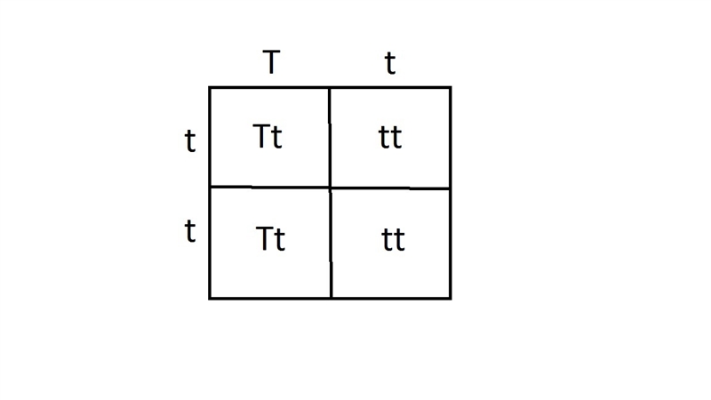 In humans tongue rolling is dominant to the inability to tongue roll. If a heterozygous-example-1