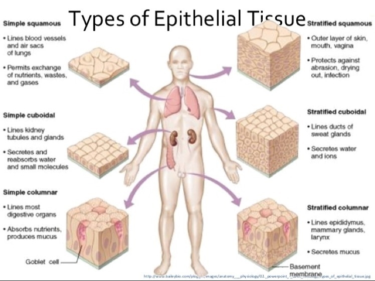 Which of the following is an example of epithelial tissue?-example-1