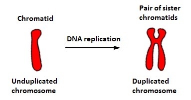 How does meiosis ensure that the chromosome number in each cell remains constant in-example-1