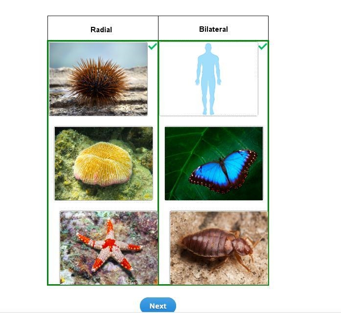 A researcher investigates an organism found on the ocean floor. The organism is asymmetrical-example-5