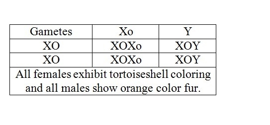 Punnett squares are used to show possible combinations of alleles or to predict the-example-1