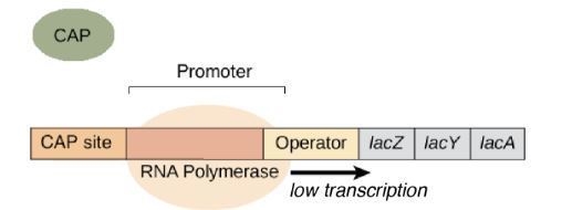 What is the regulatory mechanism that allows e.coli to ignore lactose when glucose-example-1