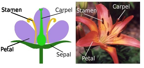 What is a carpal? Where is it located in a typical flower?-example-1