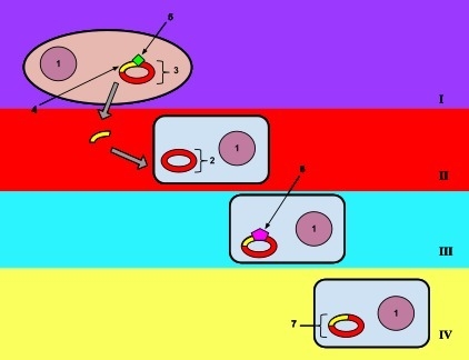 As most microbes reproduce asexually, "species" are defined by differences-example-1