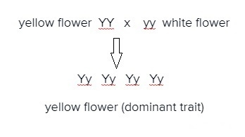 A purebred plant that has yellow flowers is crossed with a purebred plant that has-example-1