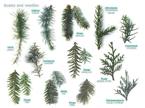 What is a coniferous tree?-example-1