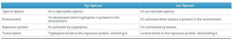 Differences and similartries between trp operon and lac operon-example-1