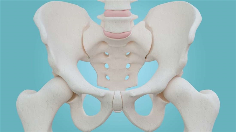 Which part of the body does the pelvis protect?-example-1