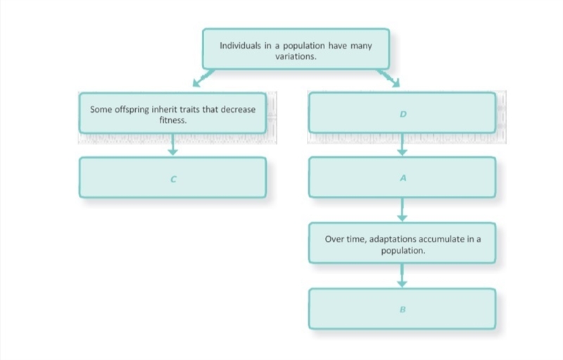 Below is a partially completed flowchart that models how natural selection drives-example-1